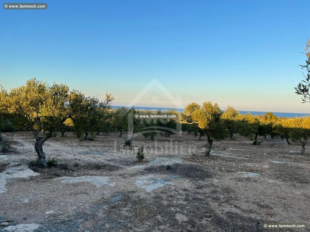 Terrai de 3316 m² à vendre à Maamoura 51355351