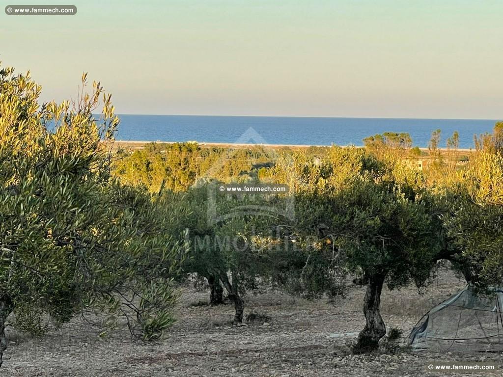 Terrai de 3316 m² à vendre à Maamoura 51355351