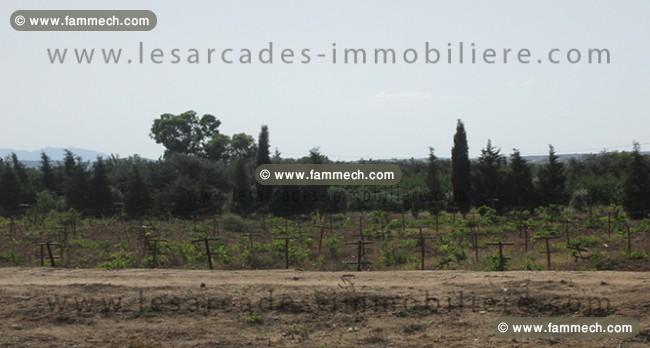 Terrain 1hectare et 6000m² à sidi mtir