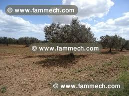 terrain 4812m² a aousja route ras jebel 