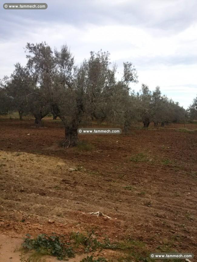 Terrain À Chrenguia, Nfidha