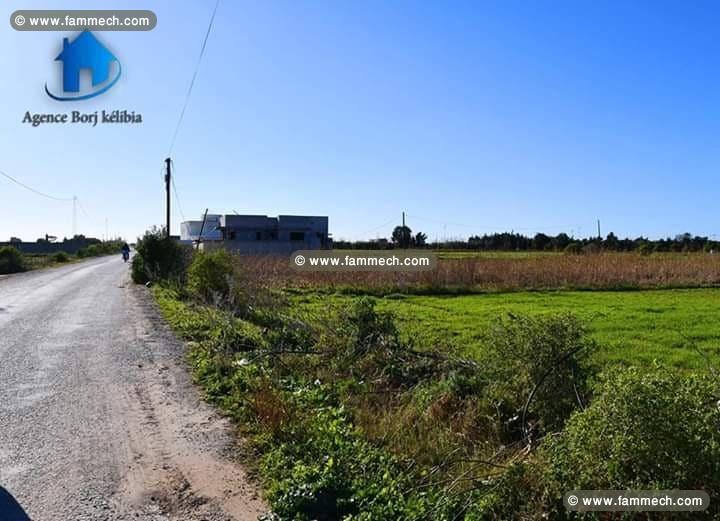 Terrain a dar allouche kelibia 95829120