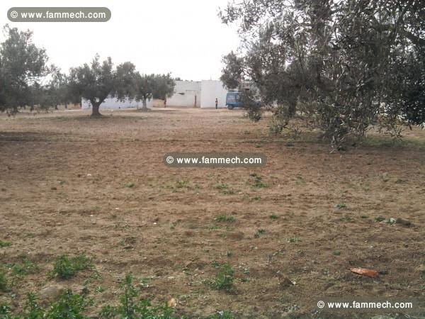 terrain a hammamet