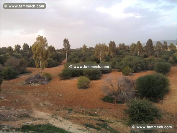 terrain a hammamet