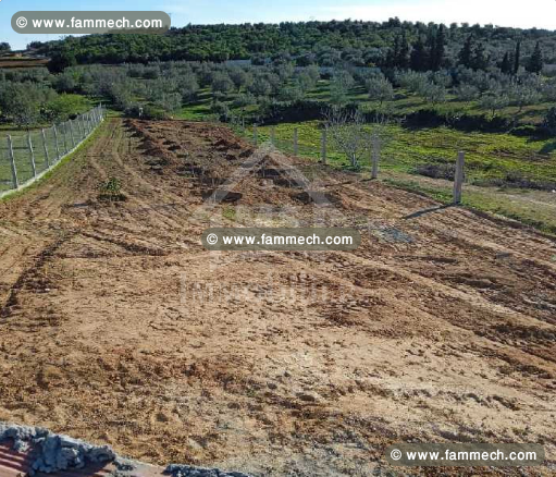 Terrain à Hammamet Sud à vendre à 55 MD 51355351