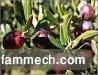 Terrain agricole