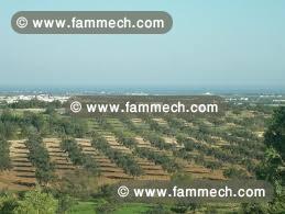 terrain agricole 8hectare olives lindaria bouficha