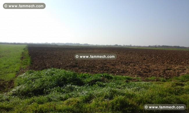 terrain agricole à kalaat el Andalous