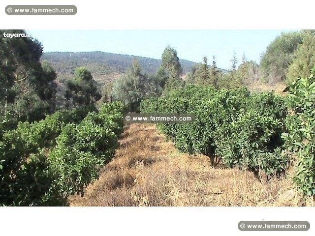 terrain agricole a vendre