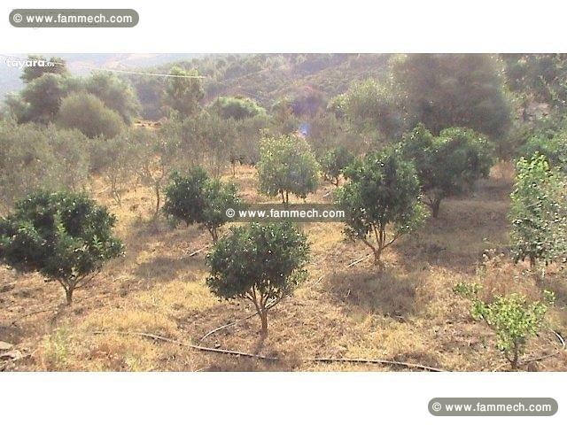 terrain agricole a vendre