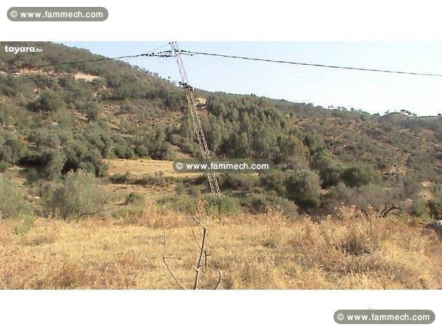 terrain agricole a vendre