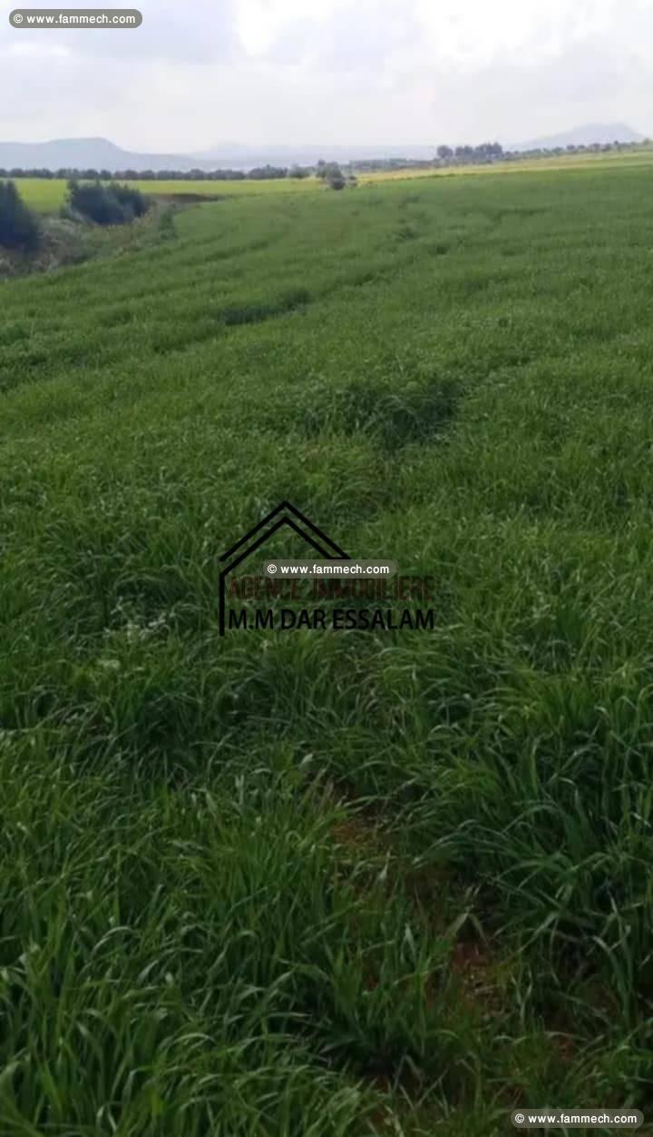 terrain agricole à vendre