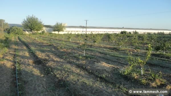 Terrain Agricole avec puits + Villa + 2 Studio