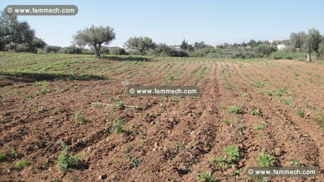 Terrain agricole avec titre foncier individuel
