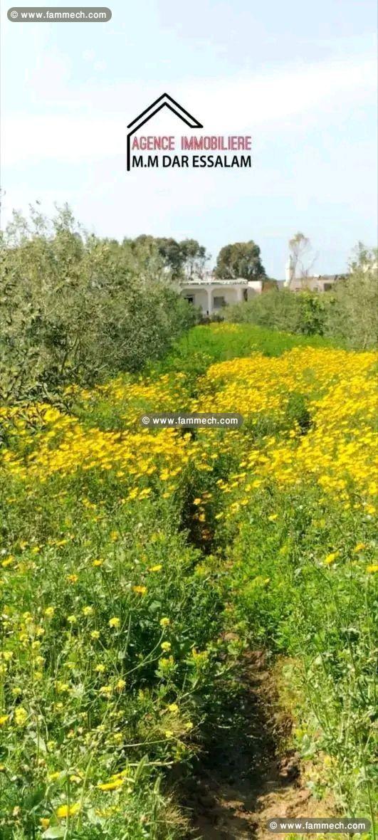 terrain agricole contenant une villa