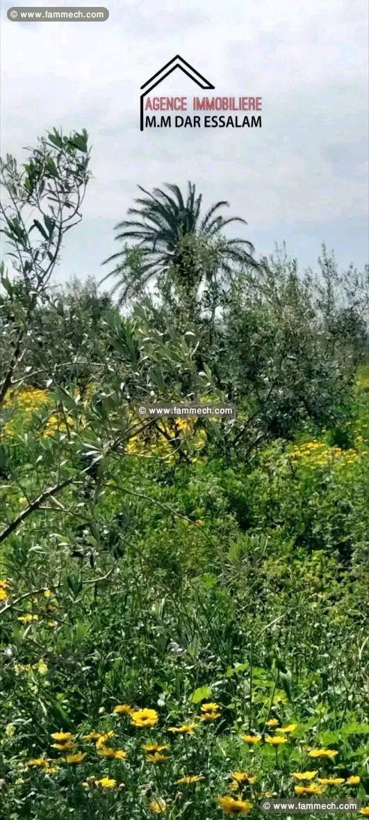 terrain agricole contenant une villa
