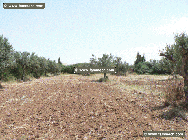 Terrain agricole de 21 ha