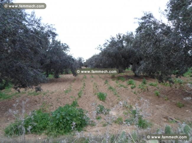 Terrain Agricole de 3.4 Hectares avec 200 oliviers