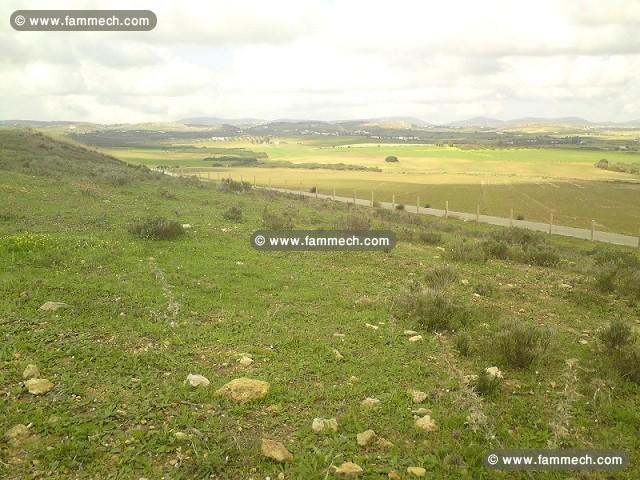 très beau terrain agricole de 6 ha à Gonnara