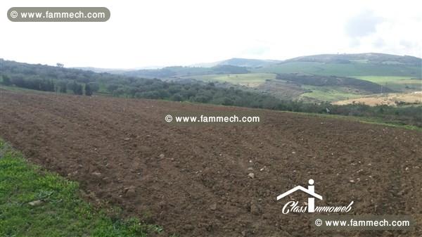 Terrain agricole de 729 ha à 4738 MD à  Mornag  