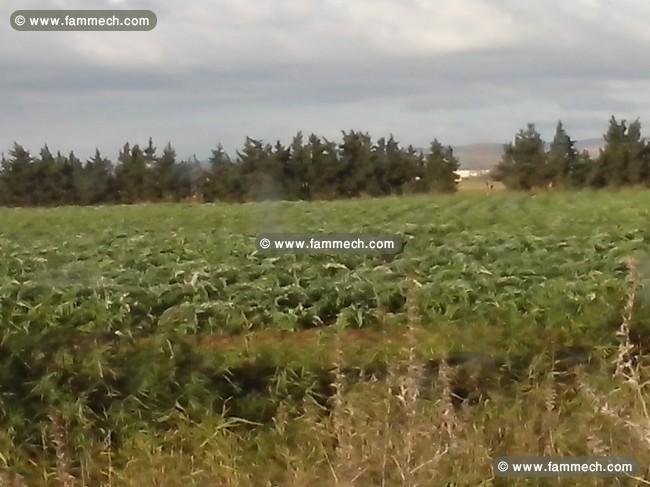terrain agricole fertile 