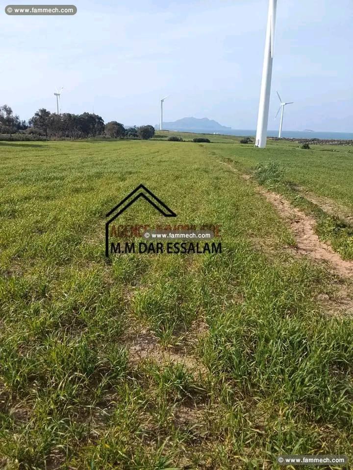 terrain agricole près de la mer