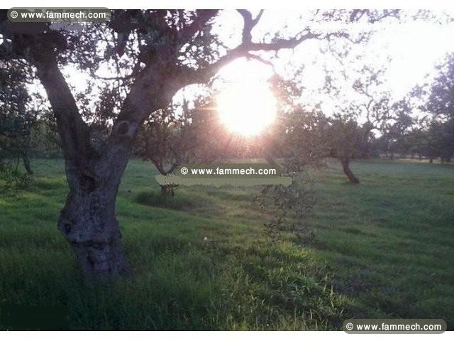 Terrain agricole situé a tazarka