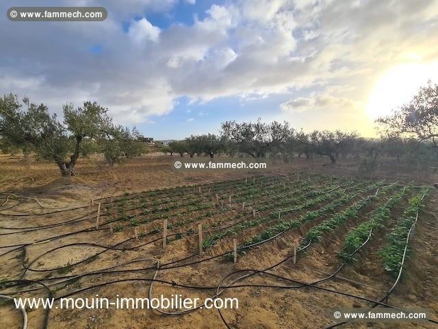 TERRAIN ANNA Hammamet Birbouregba Latrach I T1075