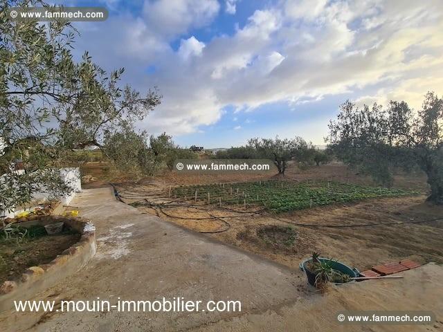 TERRAIN ANNA Hammamet Birbouregba Latrach I T1075