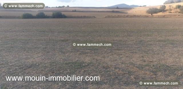 TERRAIN ANNITTA Hattous Sidi Jedidi T1120