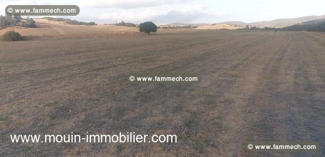 TERRAIN ANNITTA Sidi Jedidi Hattous T1064