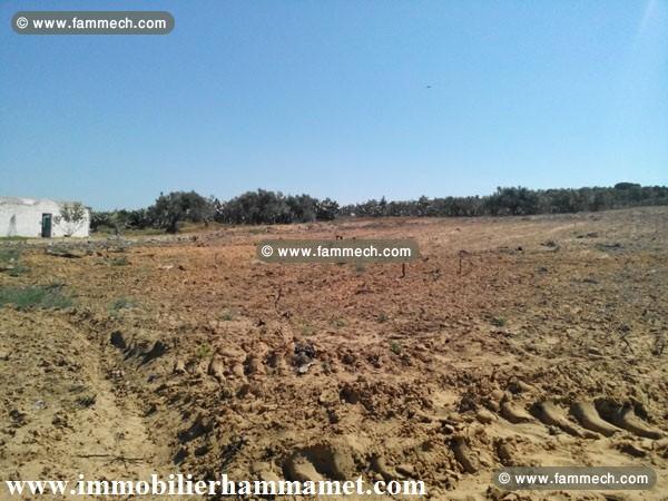 Terrain Basma