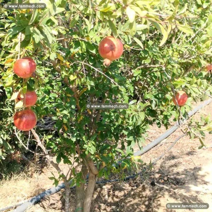 terrain contenant plusieurs arbres
