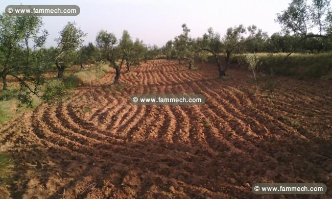 terrain convient pour la construction à bennane