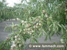 terrain d'arbres fruitiers