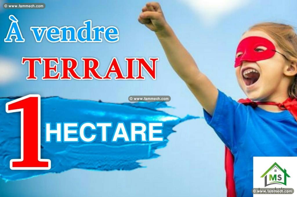 Terrain de 1 hectare à vendre à Hammamet 51355351