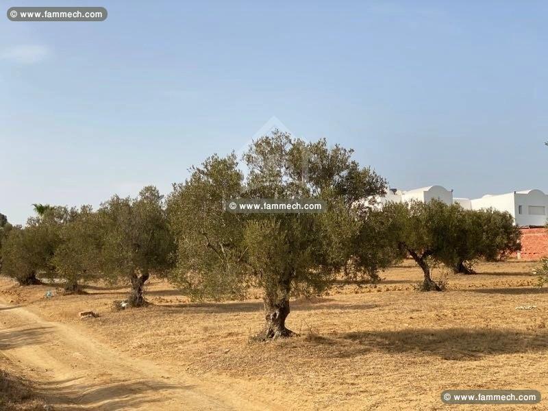 Terrain de 1000 m² à vendre à 160 dt/m² 51355351