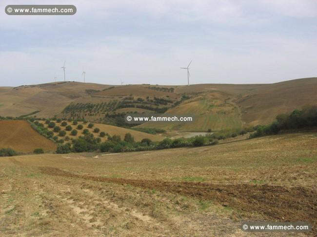 TERRAIN DE 3 hectare et demi A EL ALIA 
