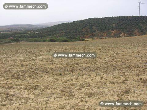 TERRAIN DE 3 hectare et demi A EL ALIA 