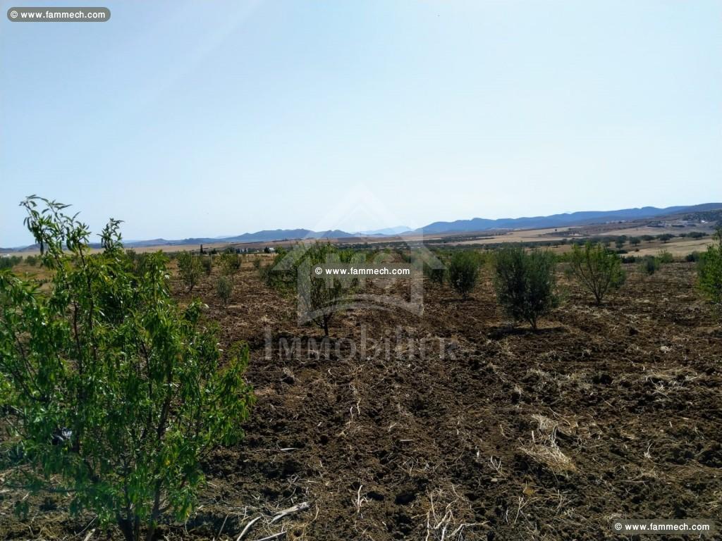 Terrain de 4 hectares à vendre à Hammamet 51355351