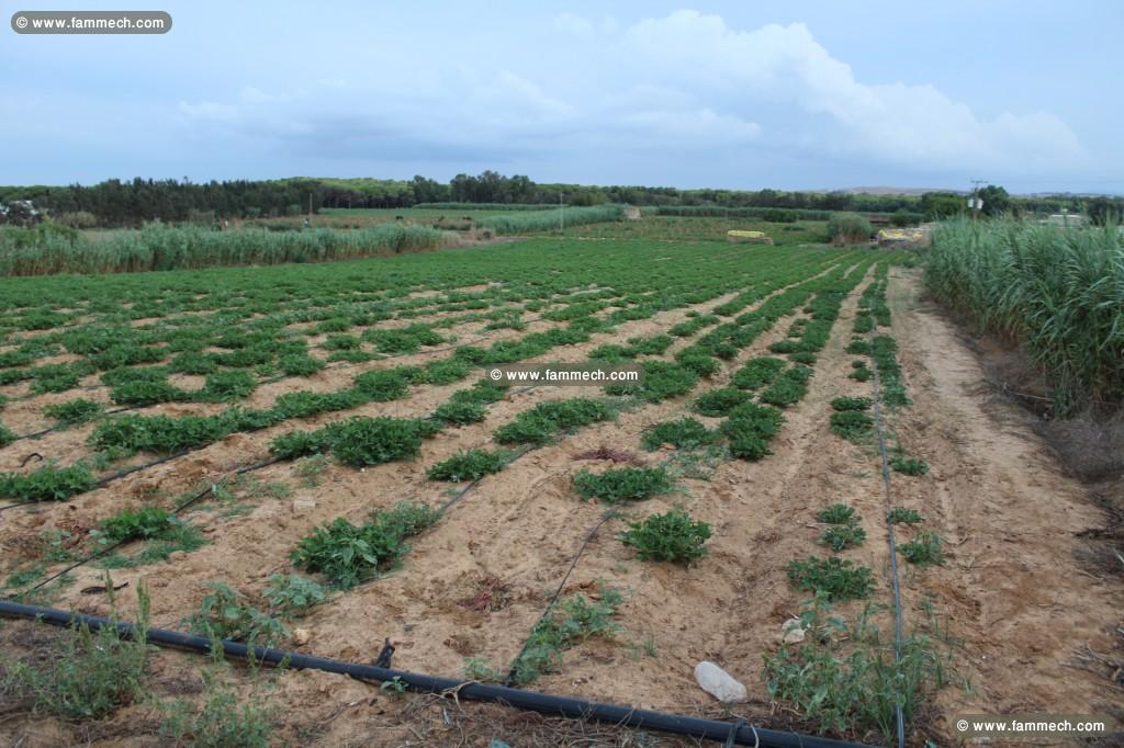 Terrain de 42000 m²  à Haret chaara _kélibia