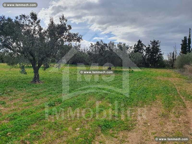 Terrain de 5042 m² à vendre à Hammamet Sud 
