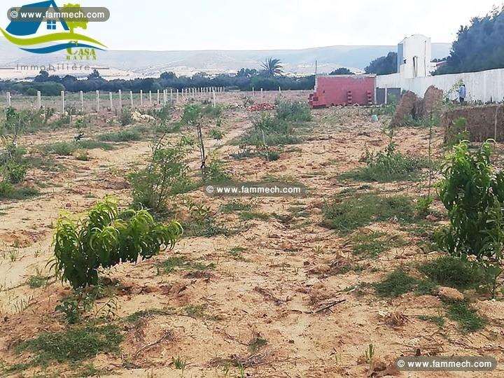 terrain de 6500 m² à haouaria 