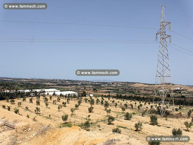 Terrain de 9 Ha à Nabeul Somaa