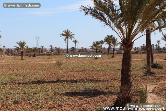 Terrain Djerba ref T302 