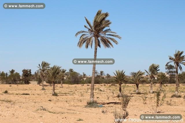 Terrain Djerba T302
