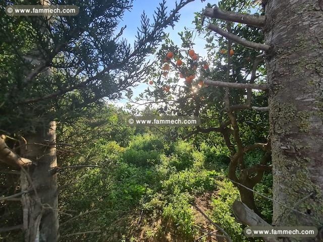 TERRAIN EL BOUSTEN 1 Hammamet T921