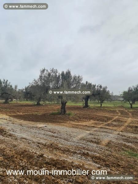 Terrain Gino T1017 Hammamet 