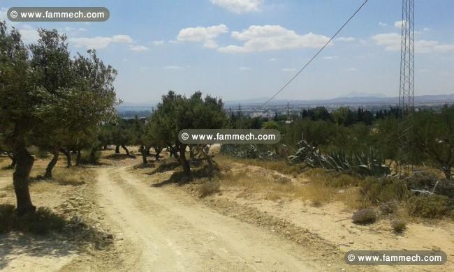 terrain Hammamet wed enahal CS-558ed0
