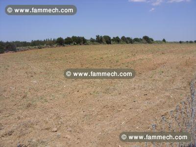 Terrain hammamet yesmine